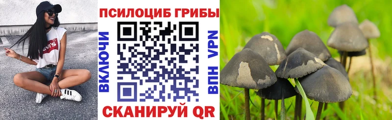 Галлюциногенные грибы Psilocybe  Новопавловск 